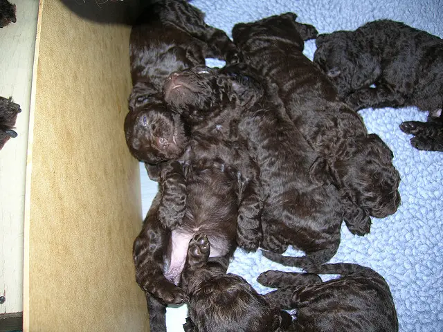 AMERICAN WATER SPANIEL PUPPIES AVAILABLE NOW